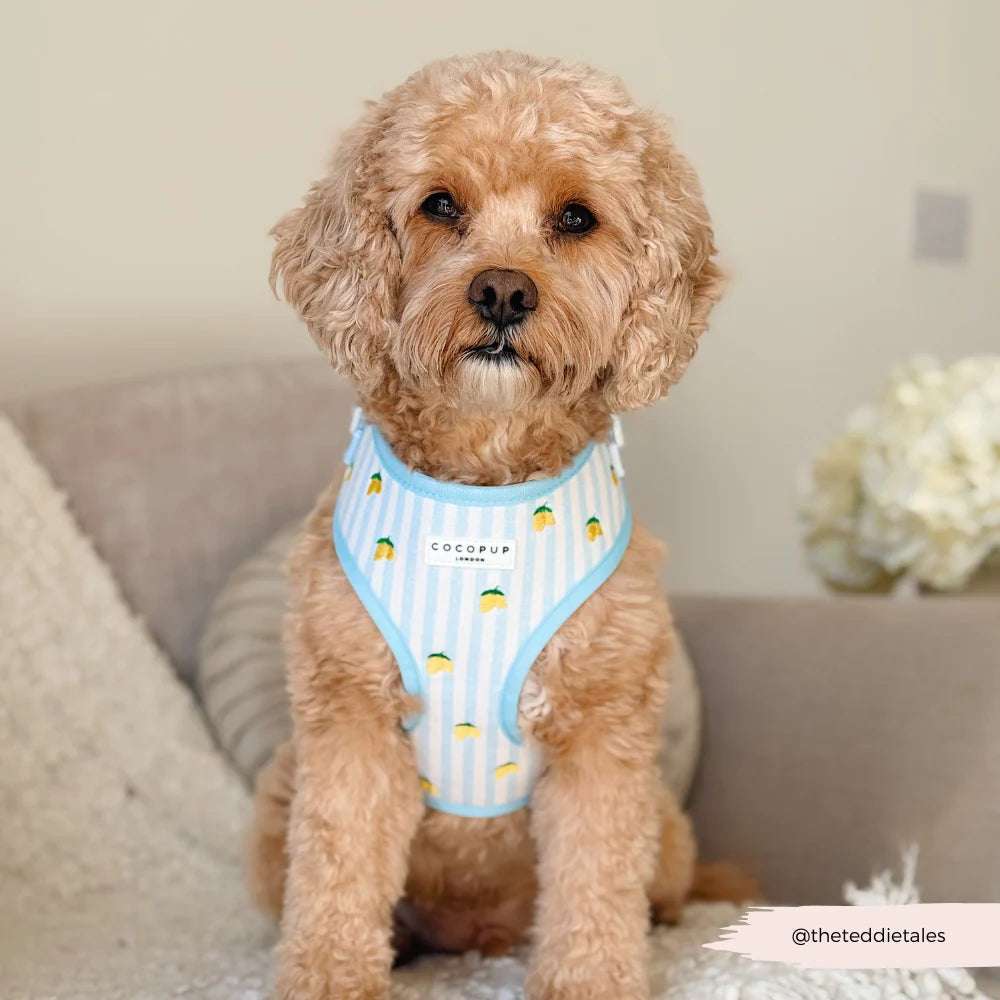 Cocopup London Living La Vida Lemon Adjustable Neck Harness