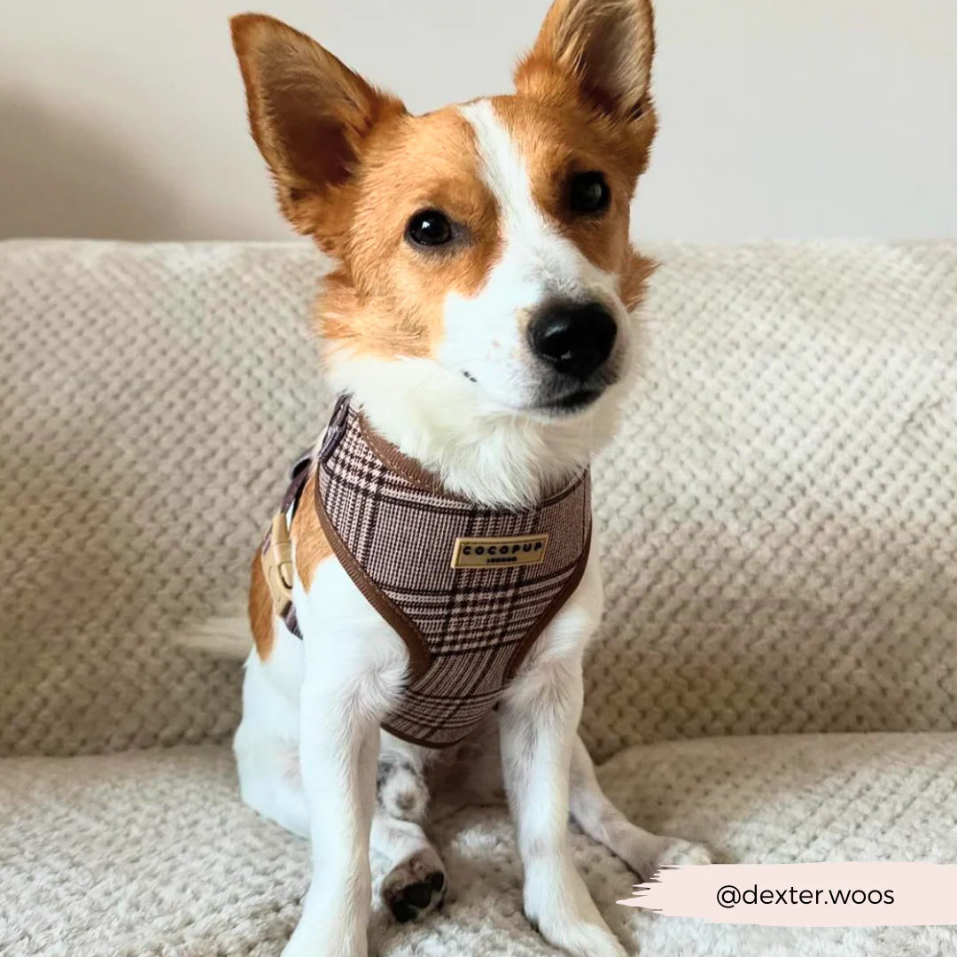 Cocopup London Pup Plaid Adjustable Neck Harness