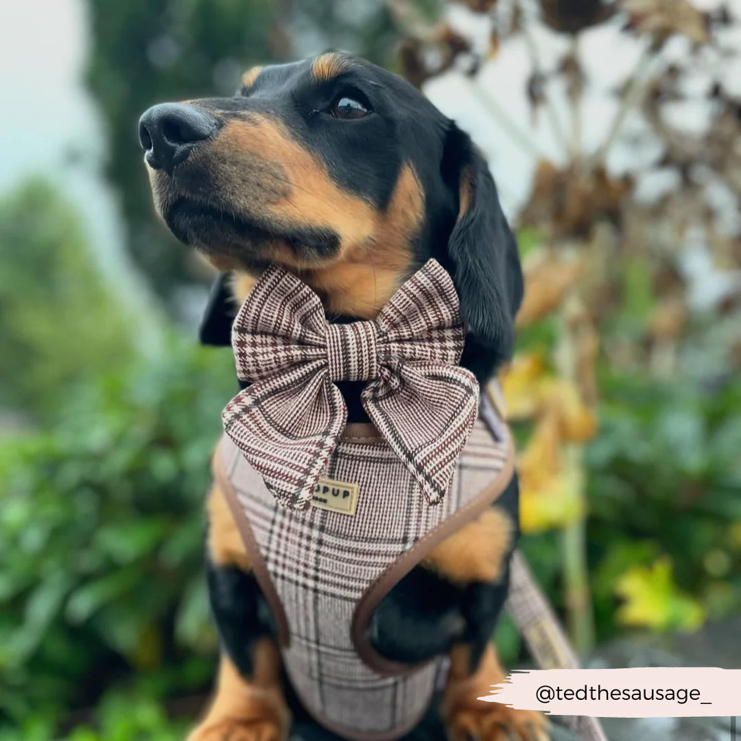 Cocopup London Pup Plaid Adjustable Neck Harness