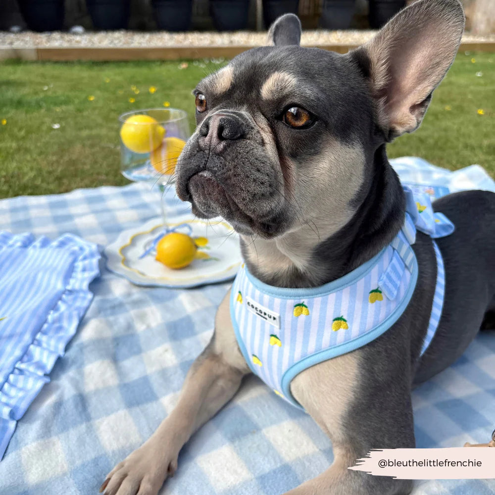 Cocopup London Living La Vida Lemon Adjustable Neck Harness