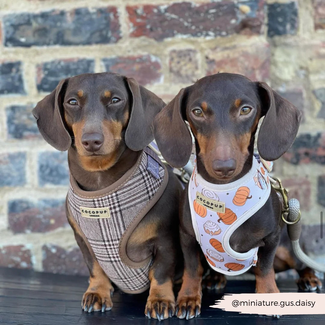 Cocopup London Pup Plaid Adjustable Neck Harness