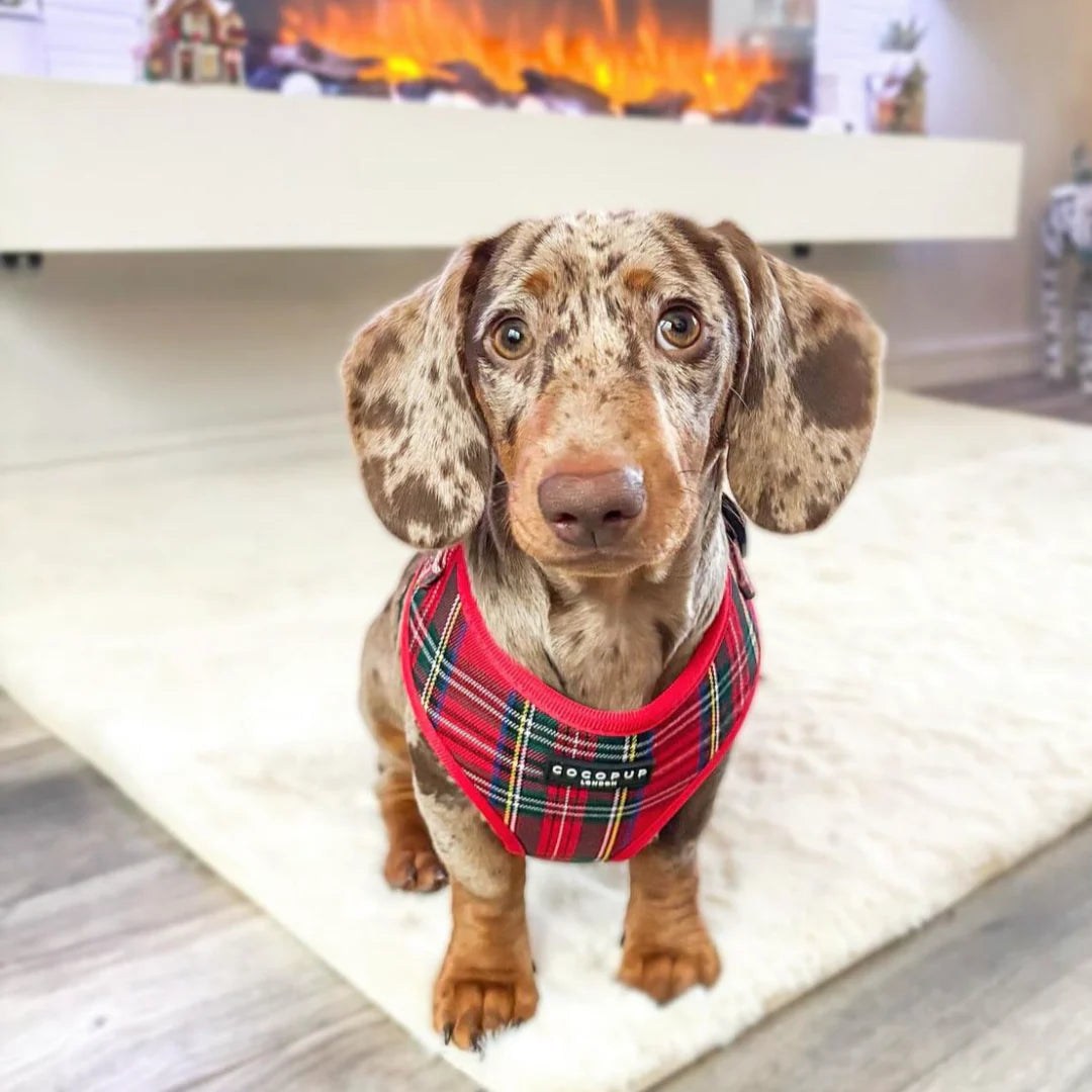 Cocopup London - Tartan Adjustable Neck Harness
