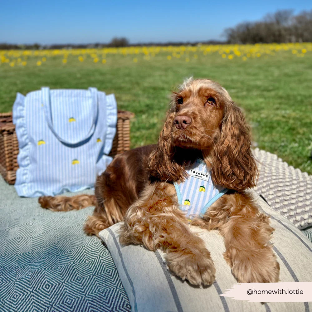 Cocopup London Living La Vida Lemon Adjustable Neck Harness