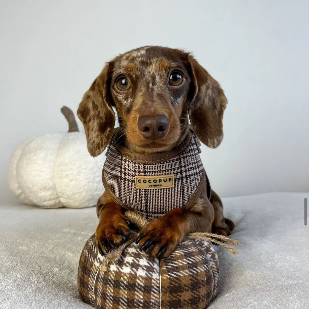 Cocopup London Pup Plaid Adjustable Neck Harness