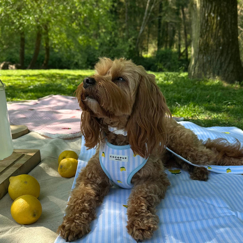 Cocopup London Living La Vida Lemon Adjustable Neck Harness