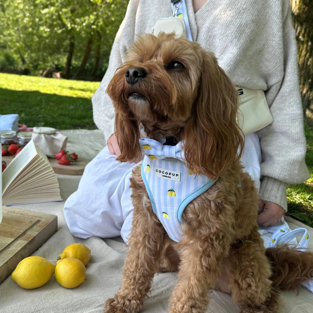 Cocopup London Living La Vida Lemon Adjustable Neck Harness
