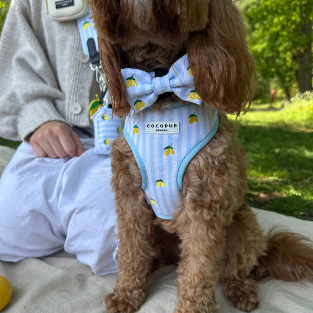 Cocopup London Living La Vida Lemon Adjustable Neck Harness