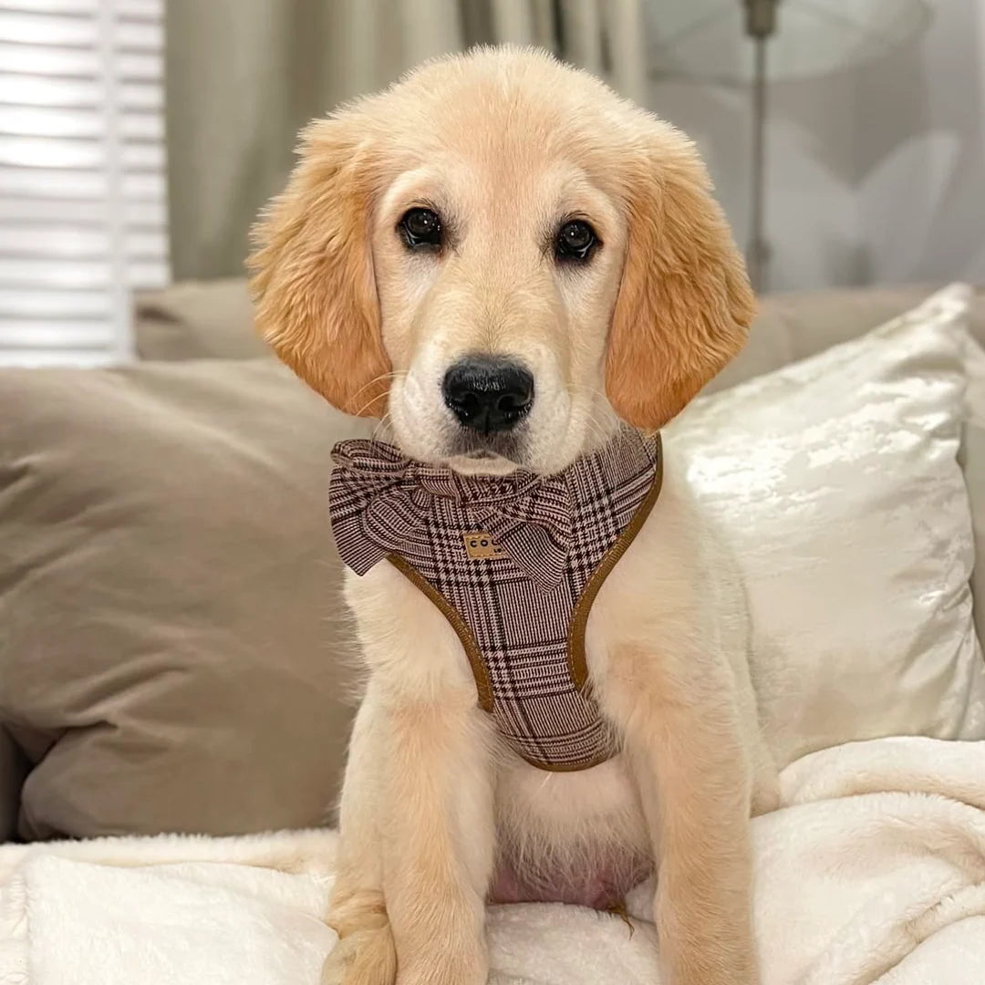 Cocopup London Pup Plaid Adjustable Neck Harness