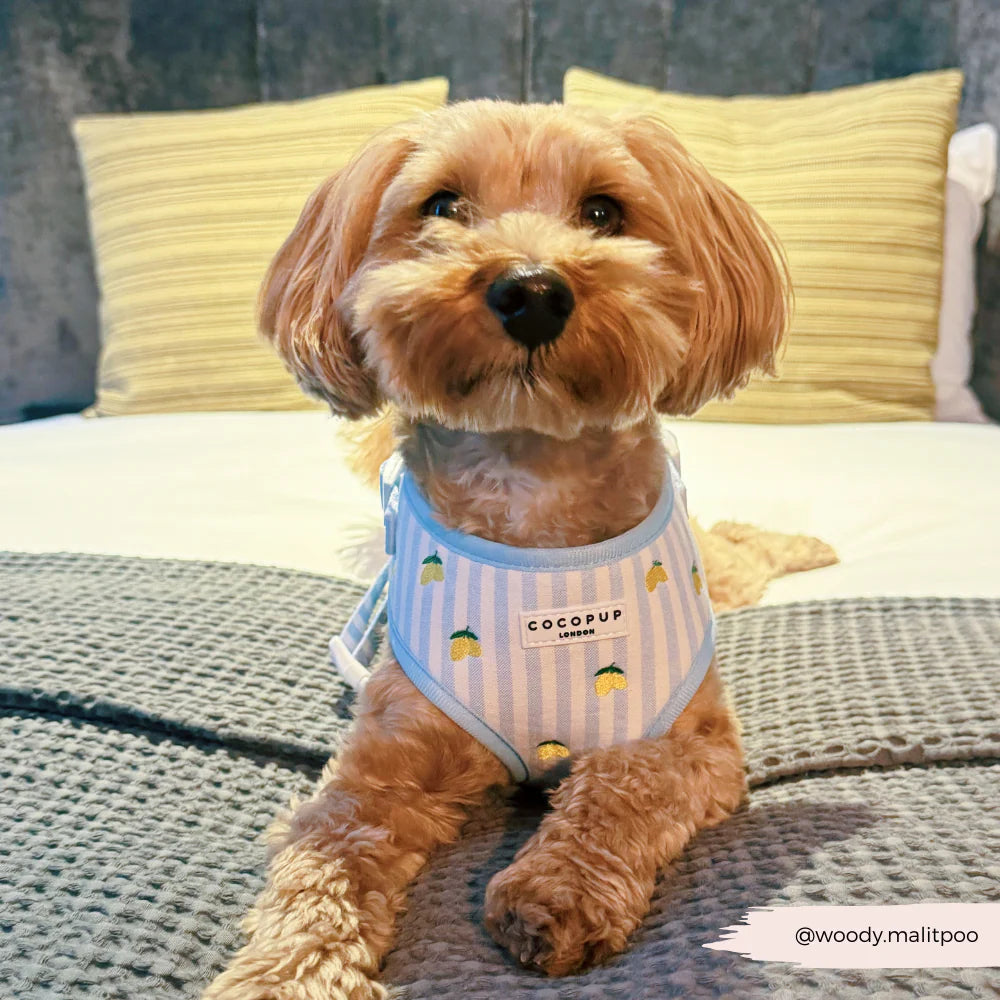 Cocopup London Living La Vida Lemon Adjustable Neck Harness