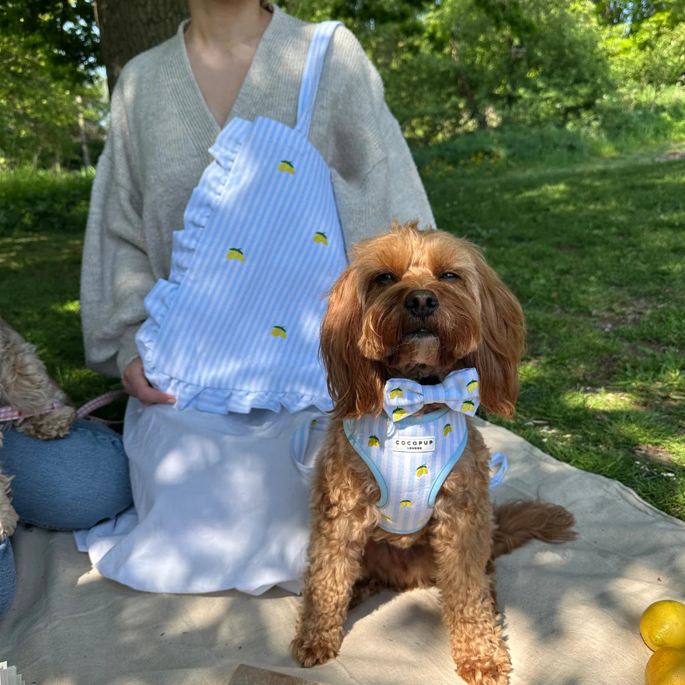 Cocopup London Living La Vida Lemon Adjustable Neck Harness