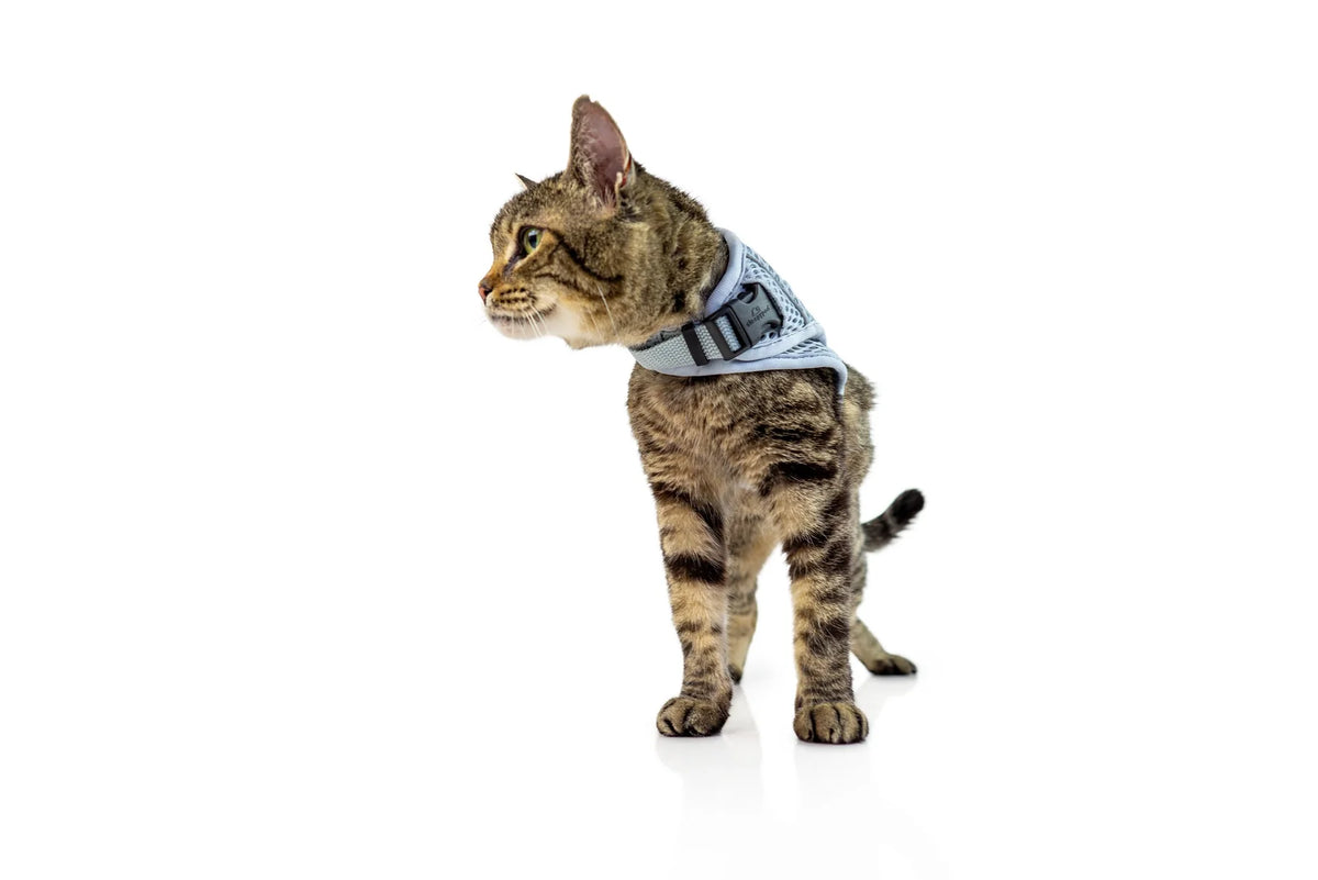 Sleepypod Martingale Calming Harness for cats