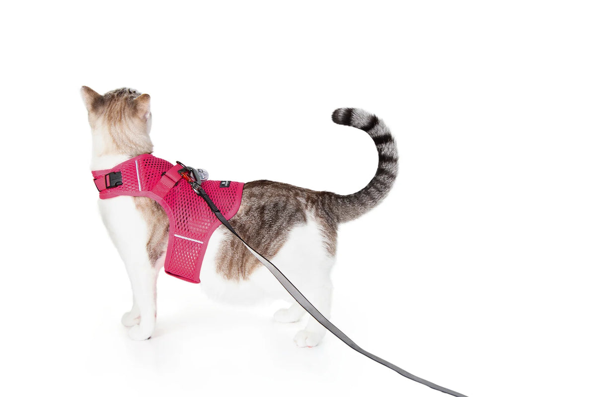 Sleepypod Martingale Calming Harness for cats