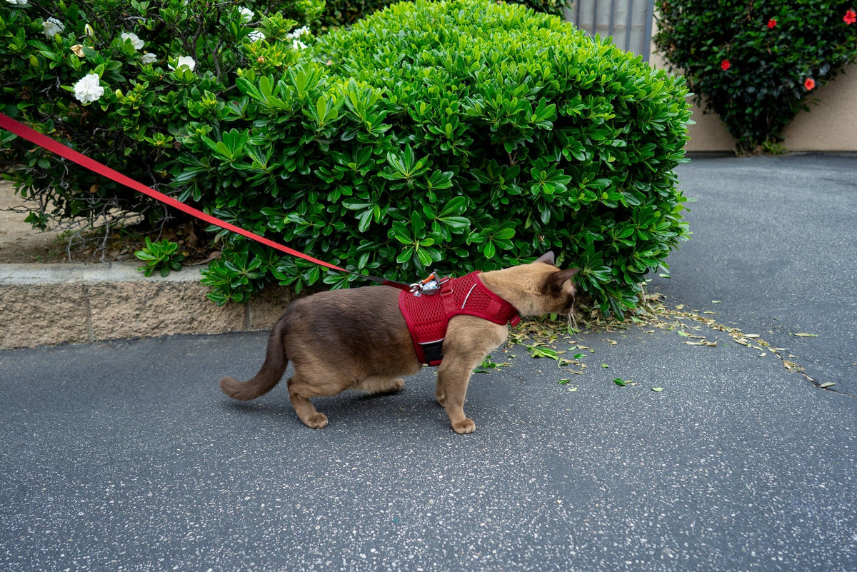 Sleepypod Martingale Calming Harness for cats