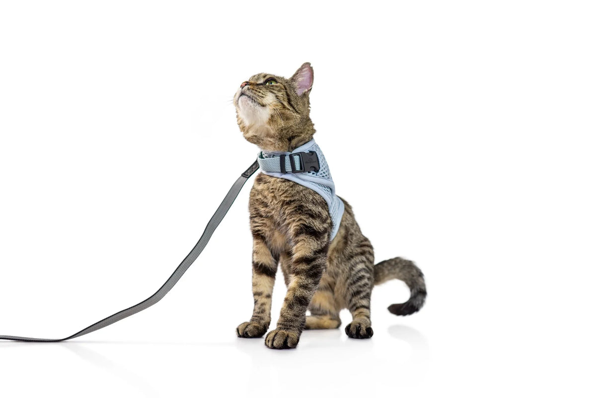 Sleepypod Martingale Calming Harness for cats