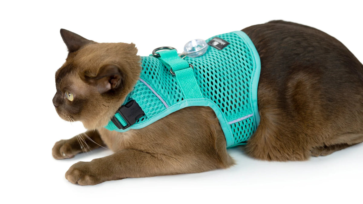 Sleepypod Martingale Calming Harness for cats