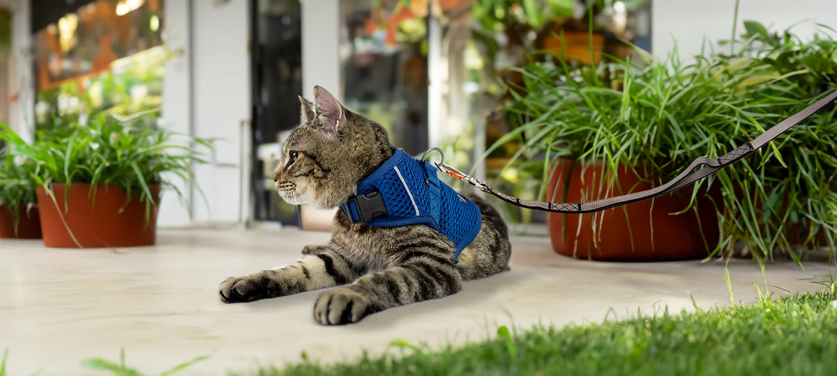 Sleepypod Martingale Calming Harness for cats