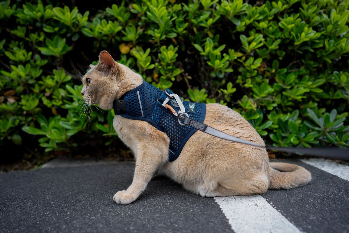 Sleepypod Martingale Calming Harness for cats