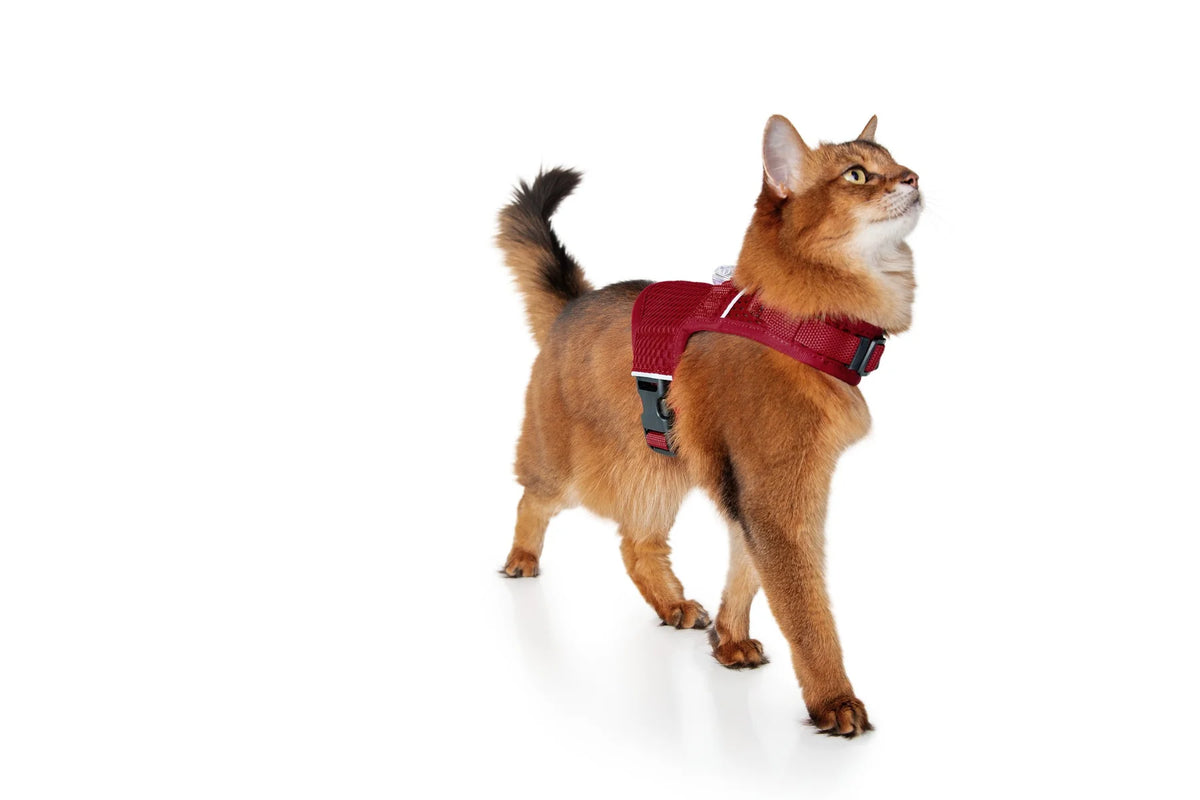 Sleepypod Martingale Calming Harness for cats
