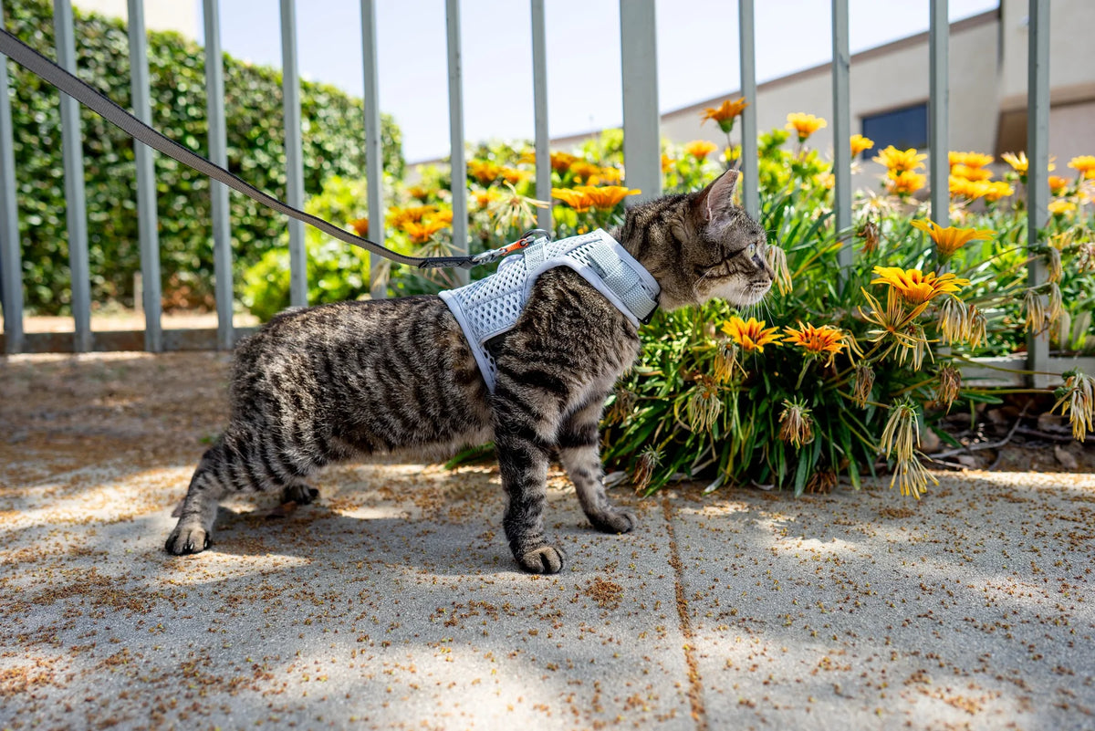 Sleepypod Martingale Calming Harness for cats