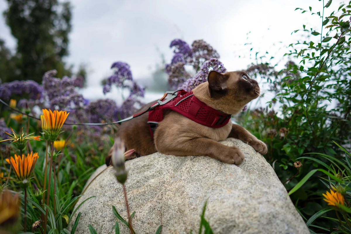 Sleepypod Martingale Calming Harness for cats