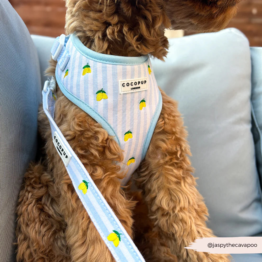 Cocopup London Living La Vida Lemon Lead