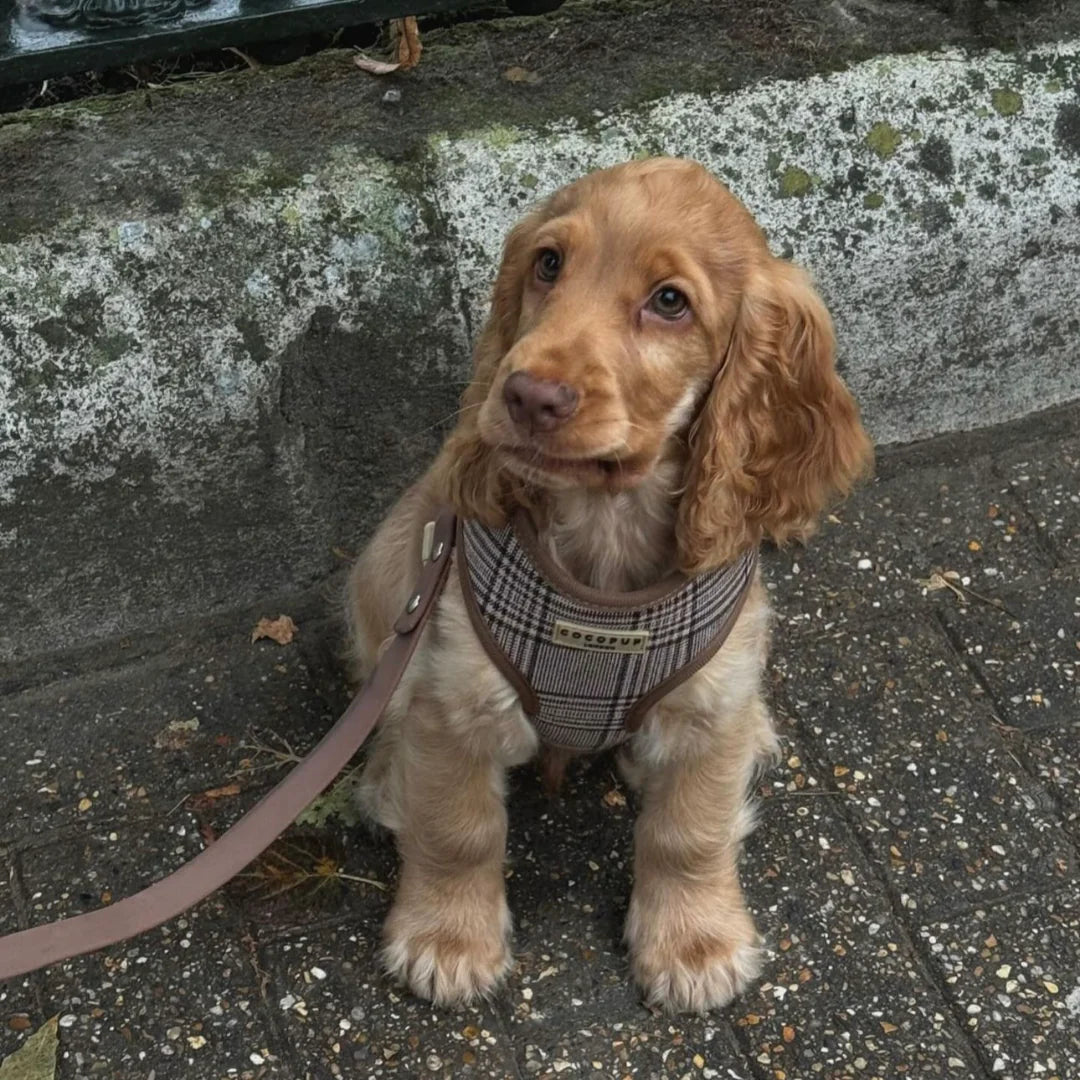 Cocopup London Pup Plaid Adjustable Neck Harness
