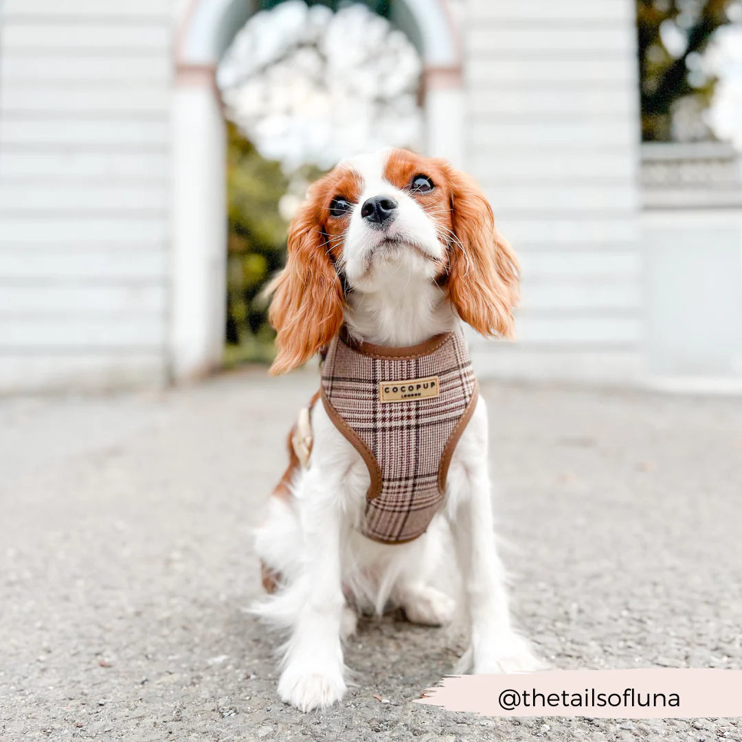 Cocopup London Pup Plaid Adjustable Neck Harness