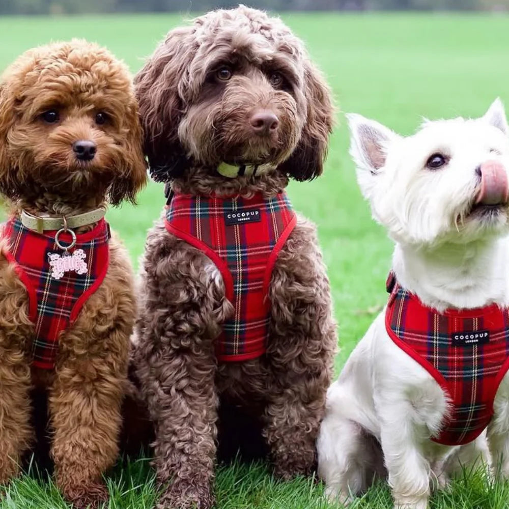 Cocopup London - Tartan Adjustable Neck Harness