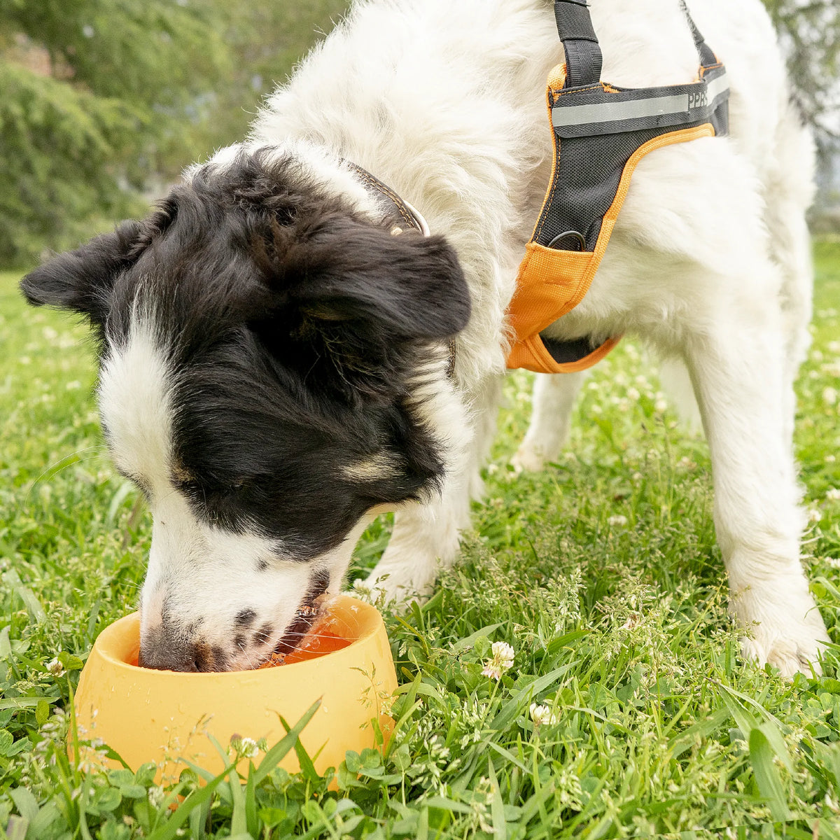 Sleepypod Travel Bowls