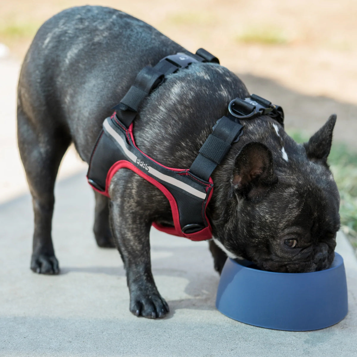 Sleepypod Travel Bowls