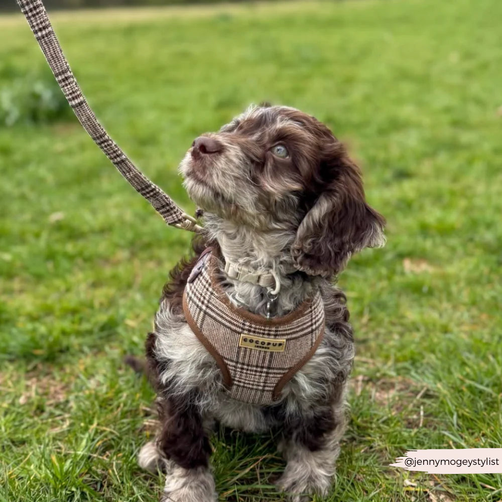 Cocopup London Pup Plaid Adjustable Neck Harness