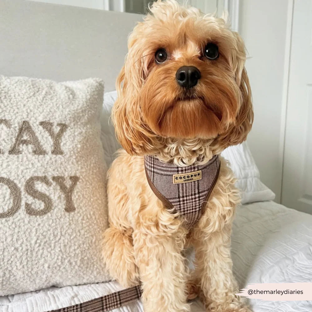Cocopup London Pup Plaid Adjustable Neck Harness