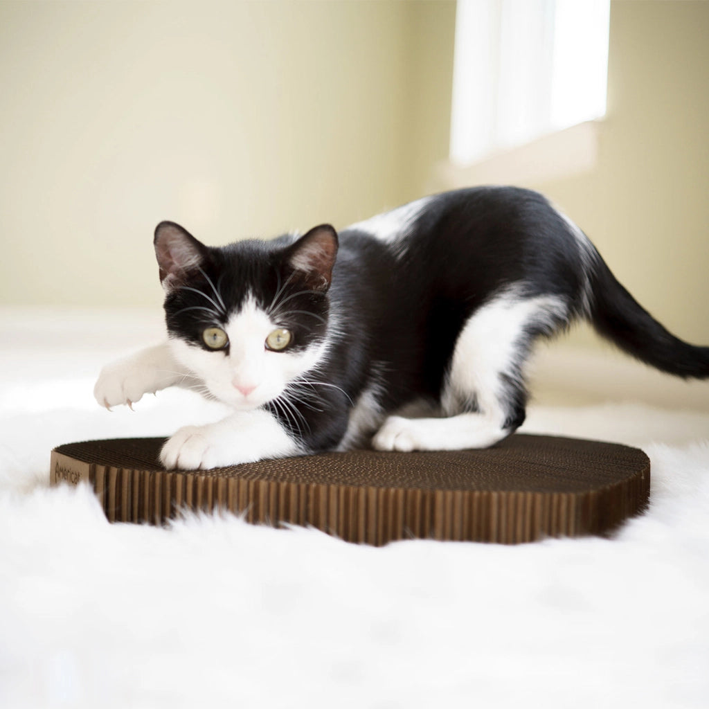 Cardboard Cat Scratcher