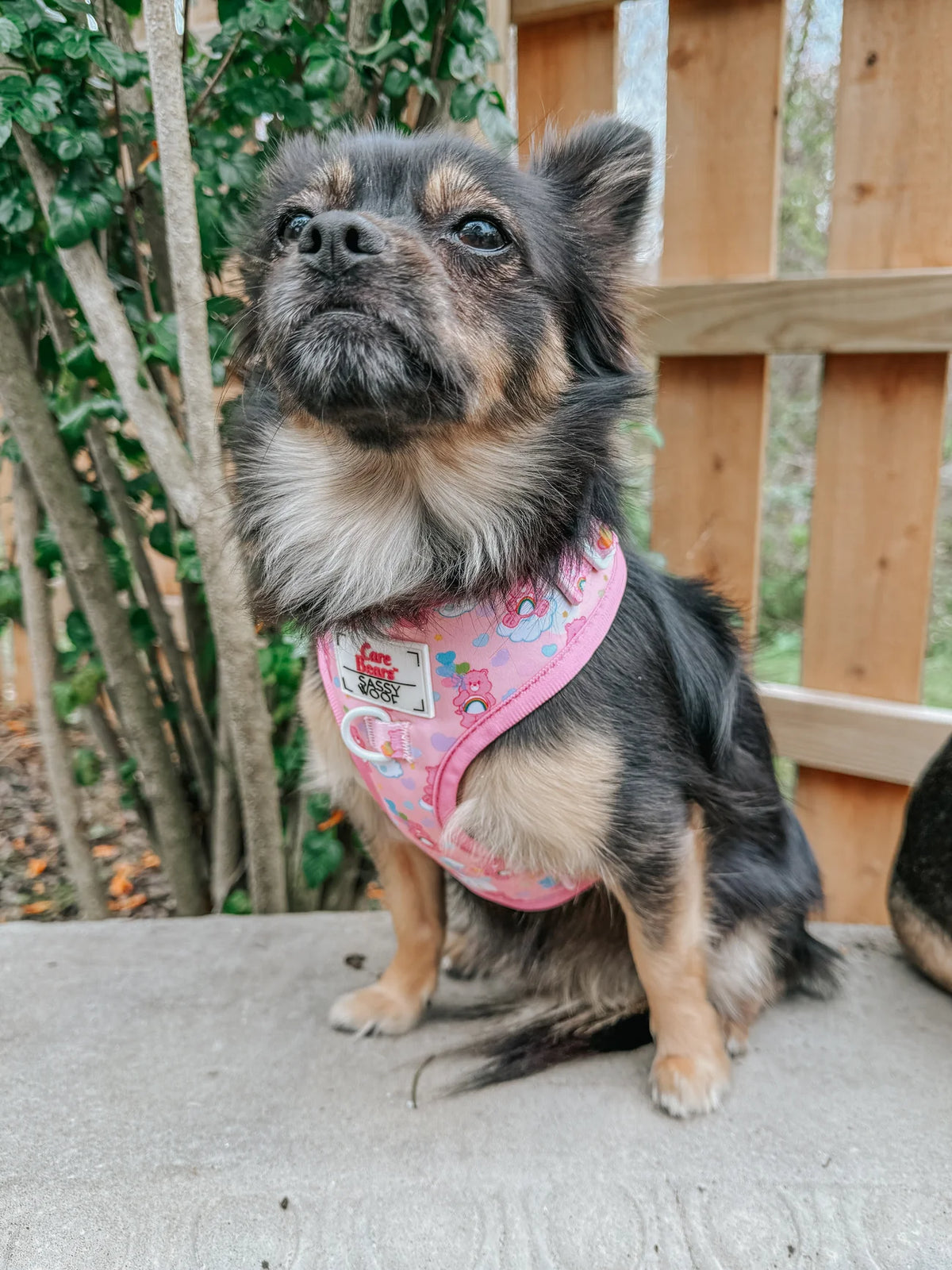 Sassy Woof Dog Adjustable Harness - Care Bears™ Cheer Bear