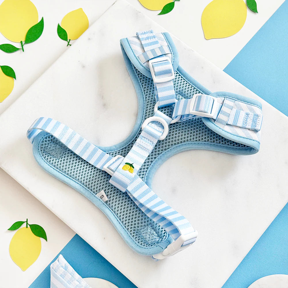 Cocopup London Living La Vida Lemon Adjustable Neck Harness