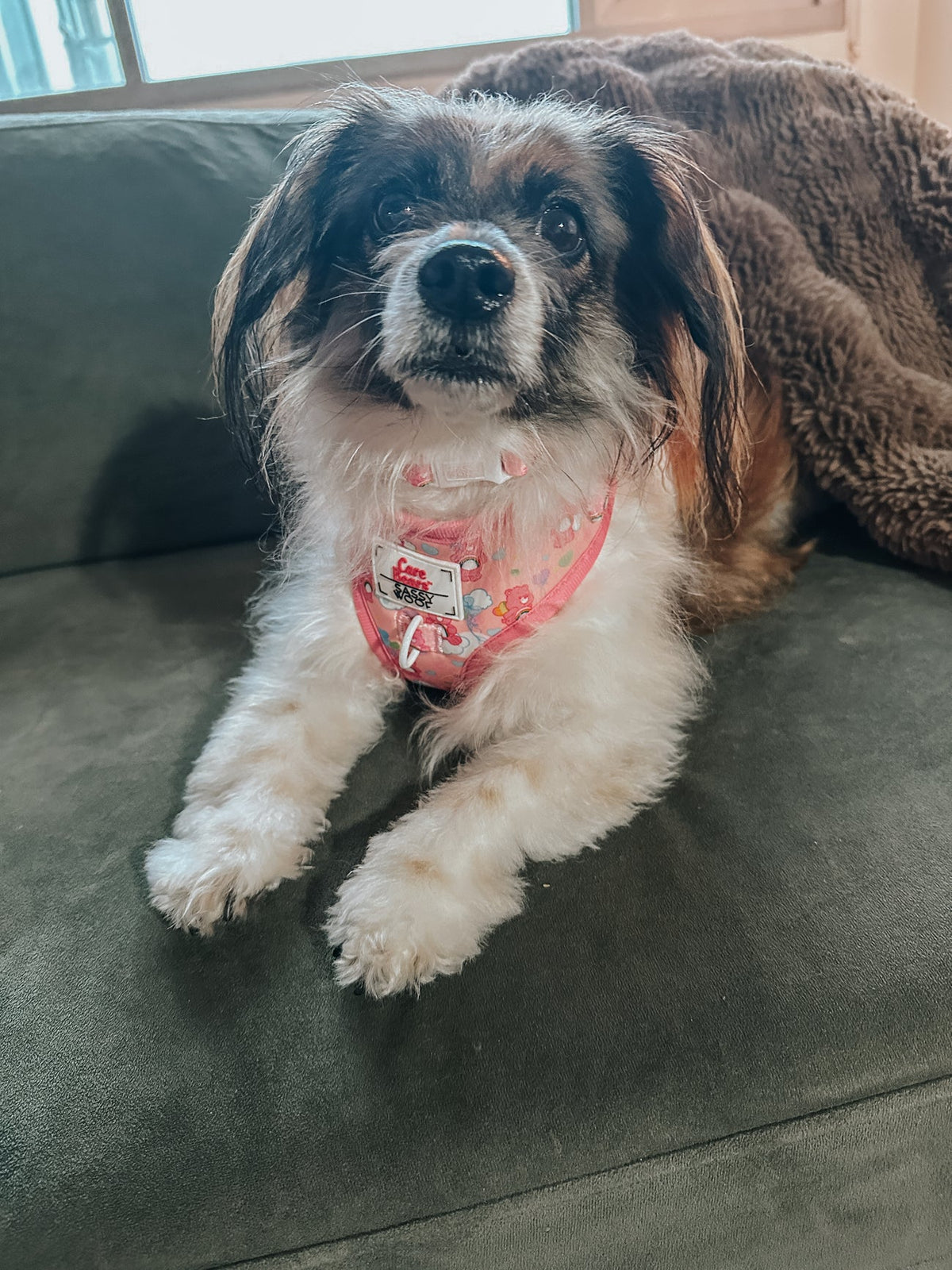 Sassy Woof Dog Adjustable Harness - Care Bears™ Cheer Bear