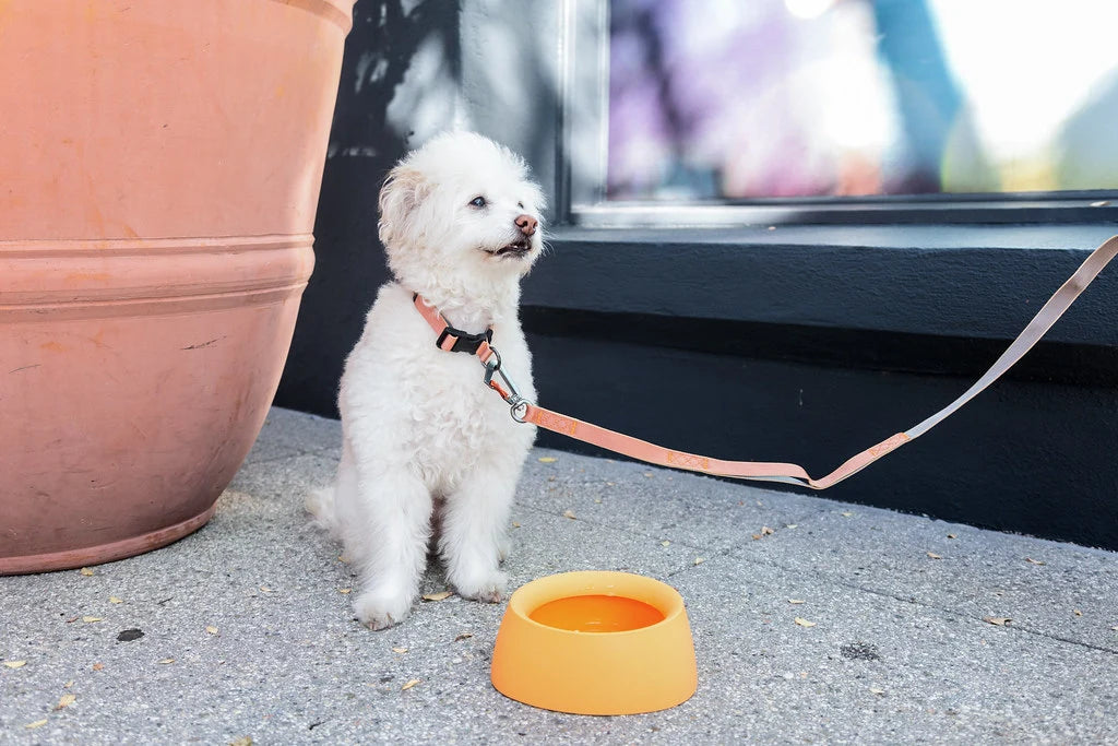 Sleepypod Travel Bowls