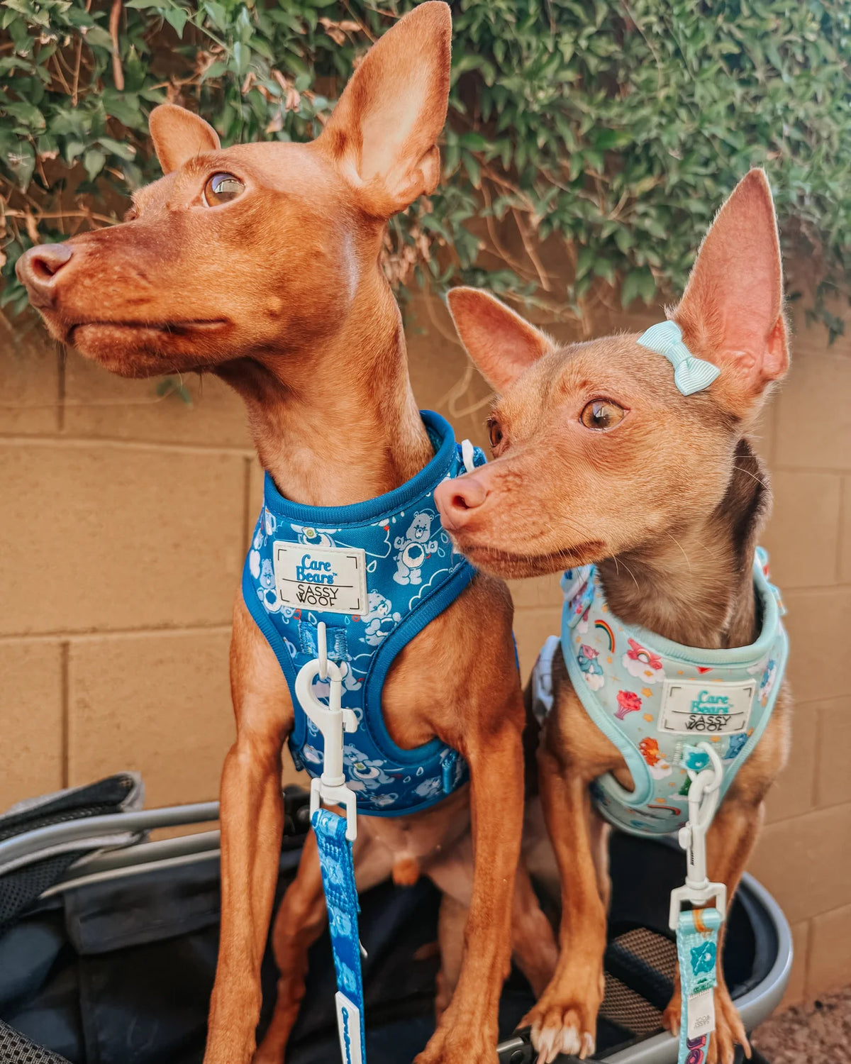 Sassy Woof Dog Adjustable Harness - Care Bears™ Care-A-Lot